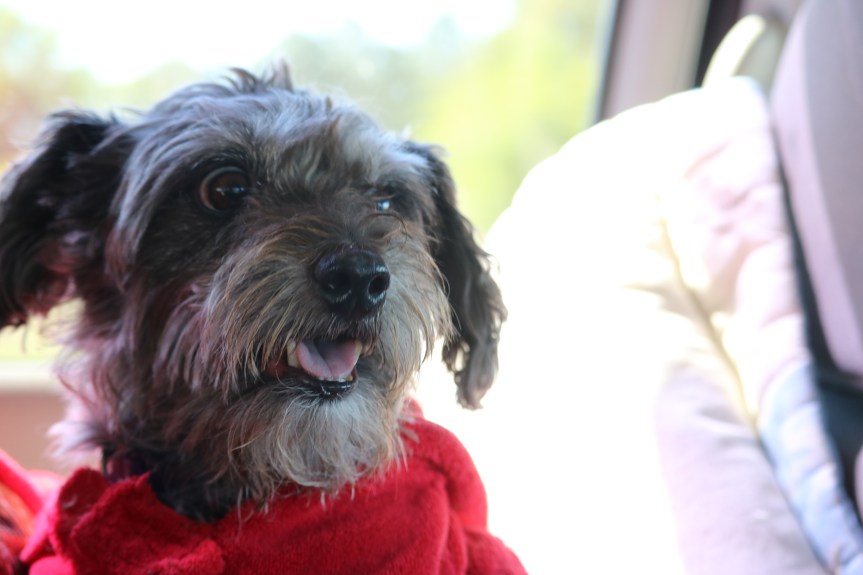 Let’s Go: A Pup Poem by Poetry From the&nbsp;Heart