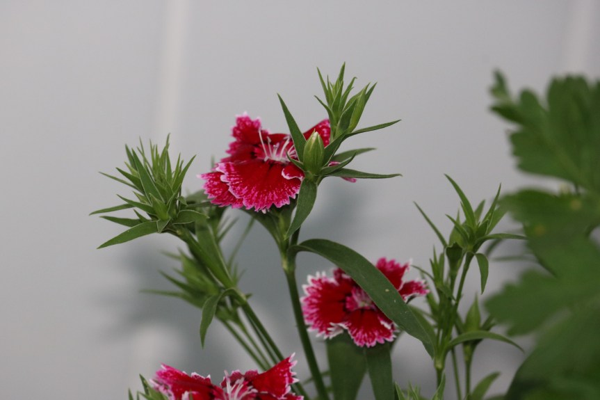 THE CALL OF GOD’S&nbsp;NATURE