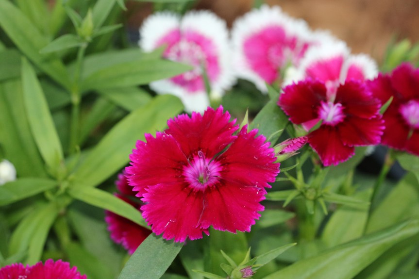 Joy Acrostic 14 and 15 An Acrostic Poem of&nbsp;Faith