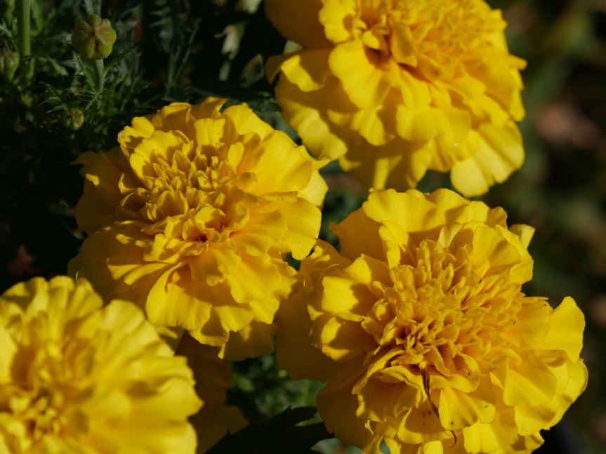 Zest for Serving&nbsp;Thee