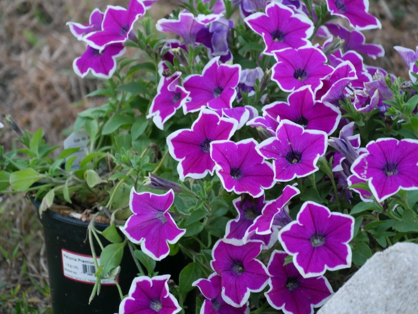 Thanksgiving acrostic 2