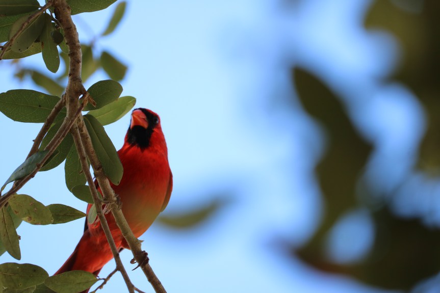 May I Ever Sing Thy&nbsp;Praise