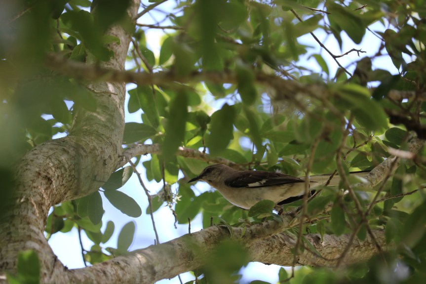The birds of my&nbsp;backyard