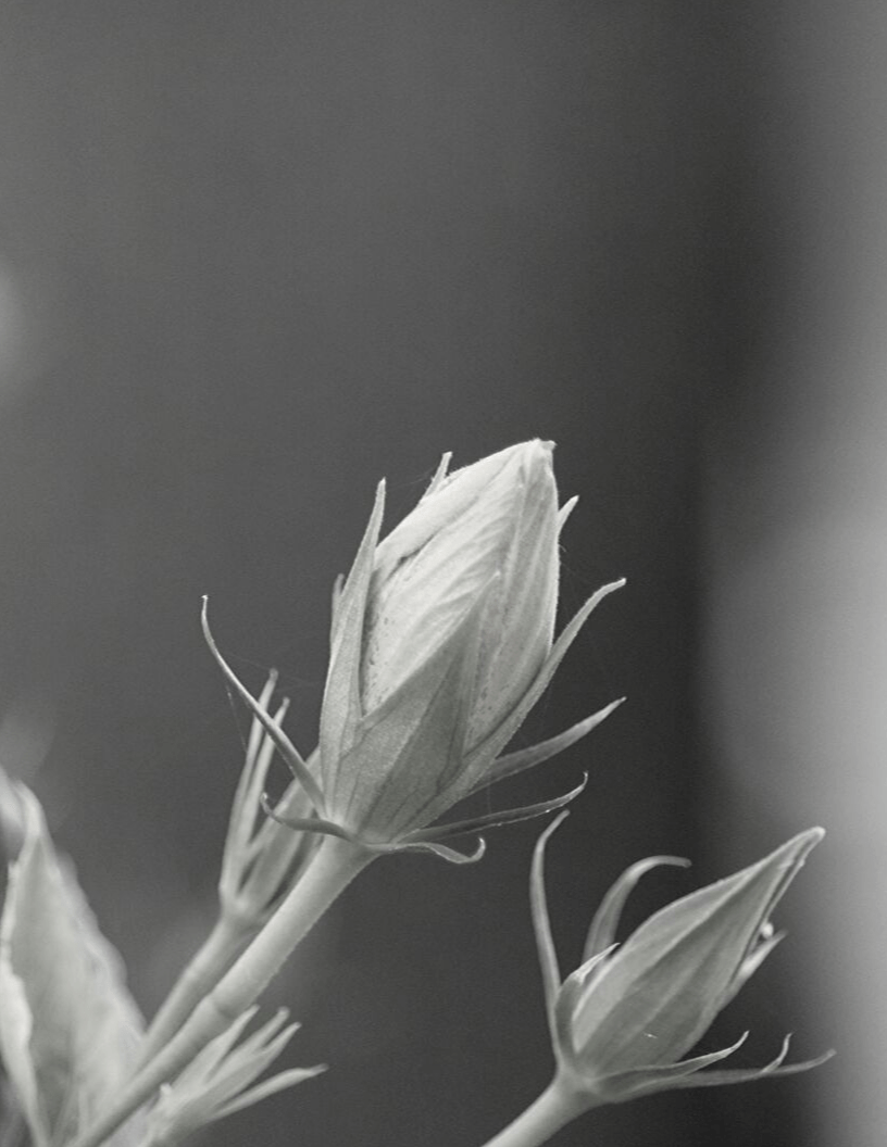 Only time Will&nbsp;Tell