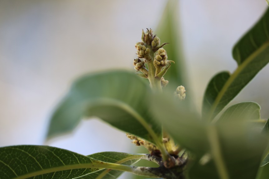 Abel clerihew 1 and&nbsp;2