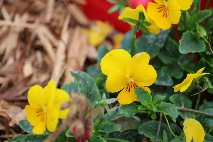 If I Could Only Point to&nbsp;Thee