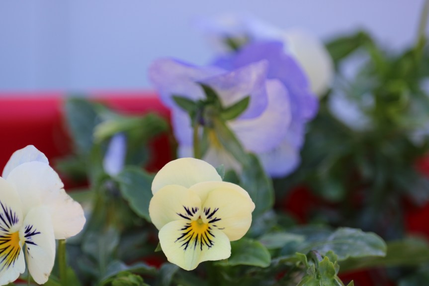 Eternity Acrostics 1