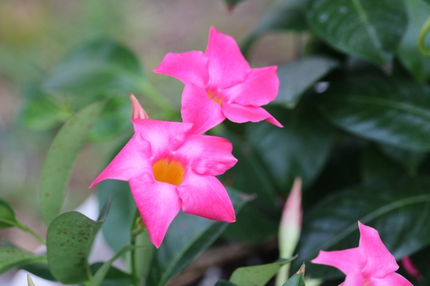 Return to Him Today Lest it Be too Late to Save Thy&nbsp;Soul