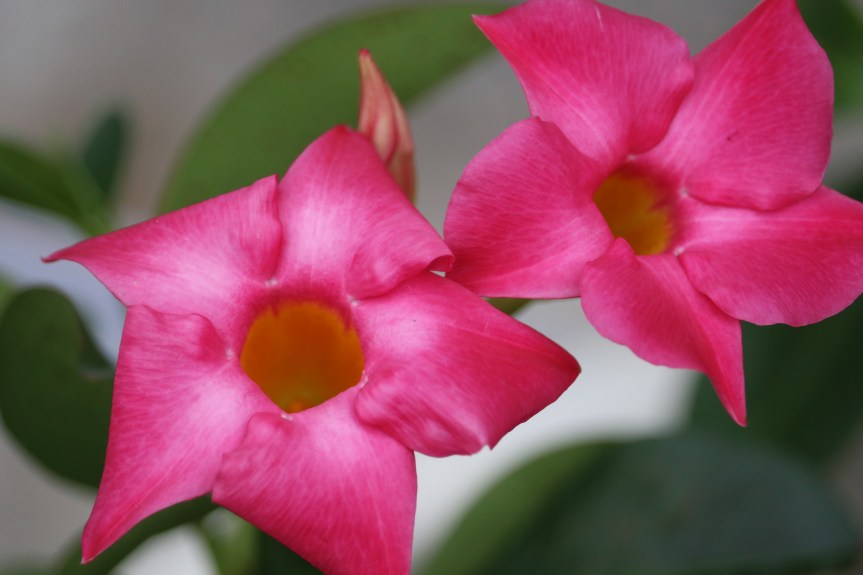 Giving a Helping&nbsp;Hand