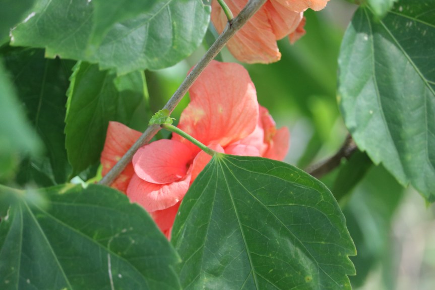 Bible Quiz complete the Psalms&nbsp;1