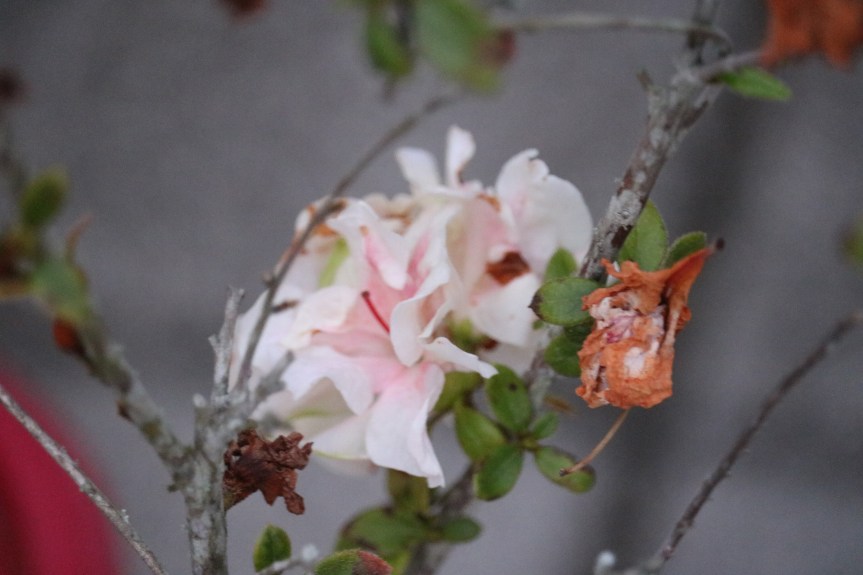 Bible Quiz Word Search Edition Hebrews&nbsp;12:2