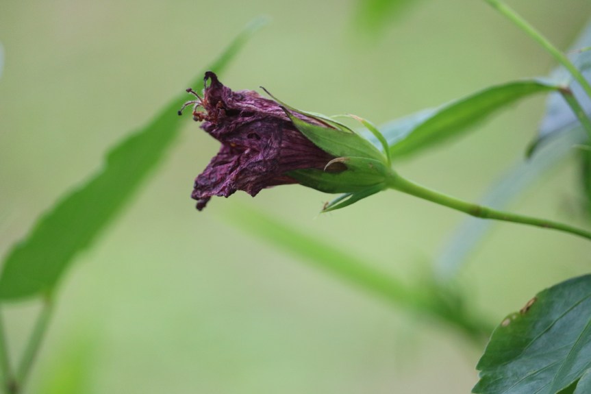 Anemia My Unwanted&nbsp;Friend